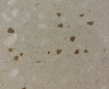 Muuto Halves salontafel off-white terrazzo - 6